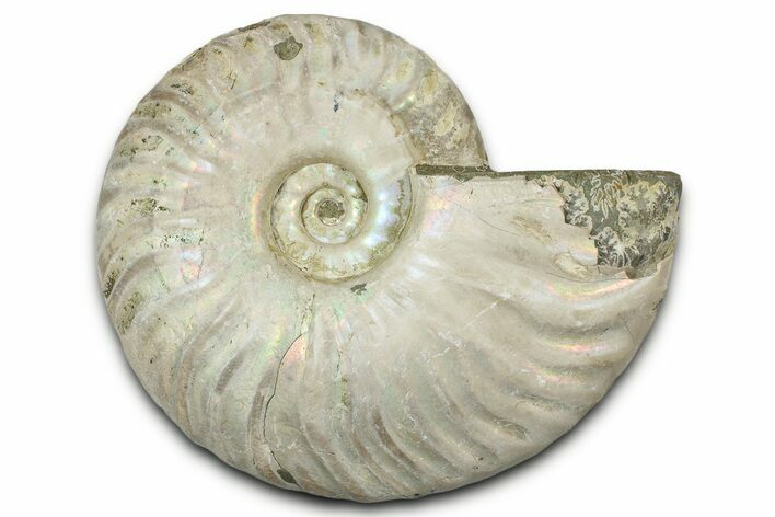 Silver Iridescent Ammonite (Cleoniceras) Fossil - Madagascar #328376